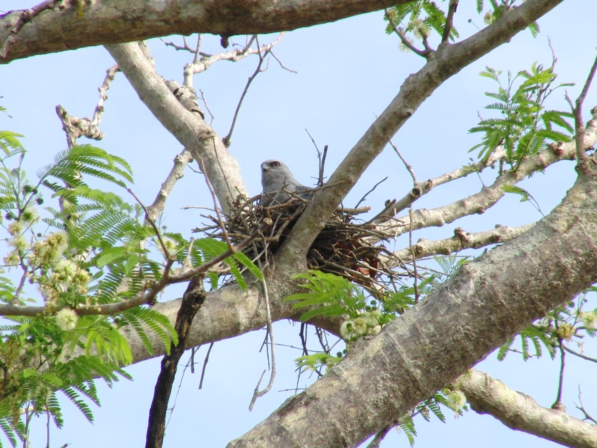 Plumbeous Kite - Lisandro Moran