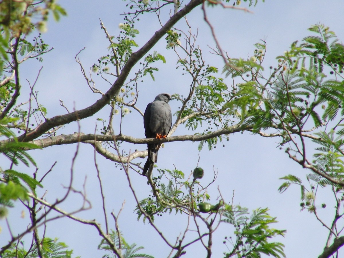 Plumbeous Kite - Lisandro Moran