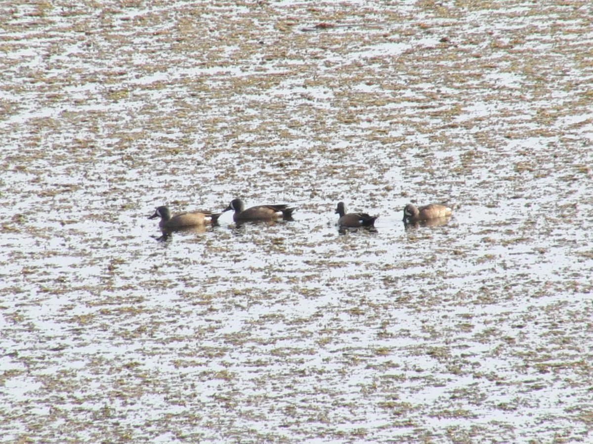 Blue-winged Teal - ML50228811