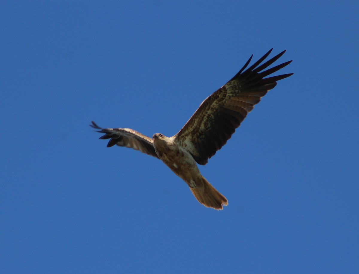 Whistling Kite - ML502288821