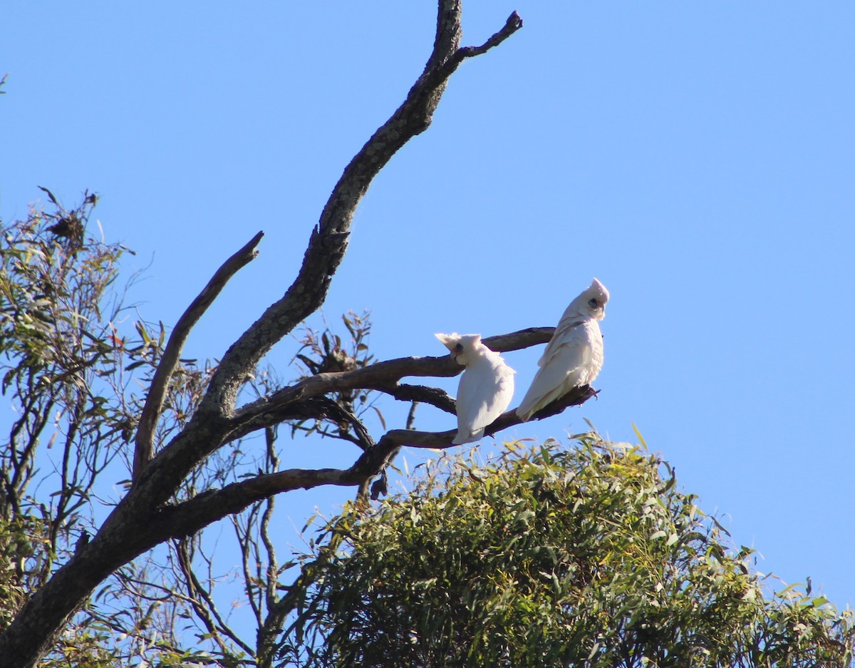 Nacktaugenkakadu - ML502289091