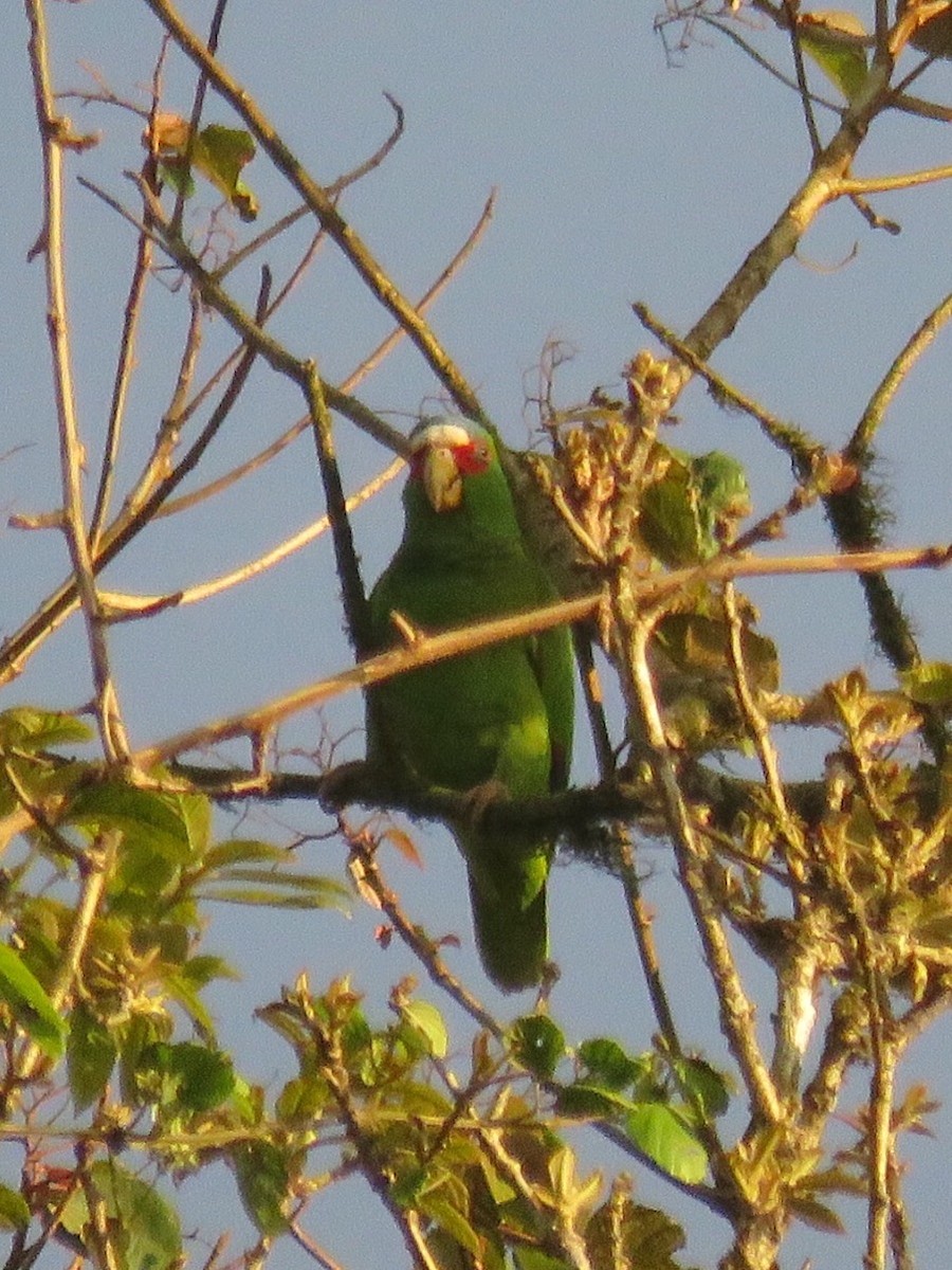 White-fronted Parrot - ML50228911