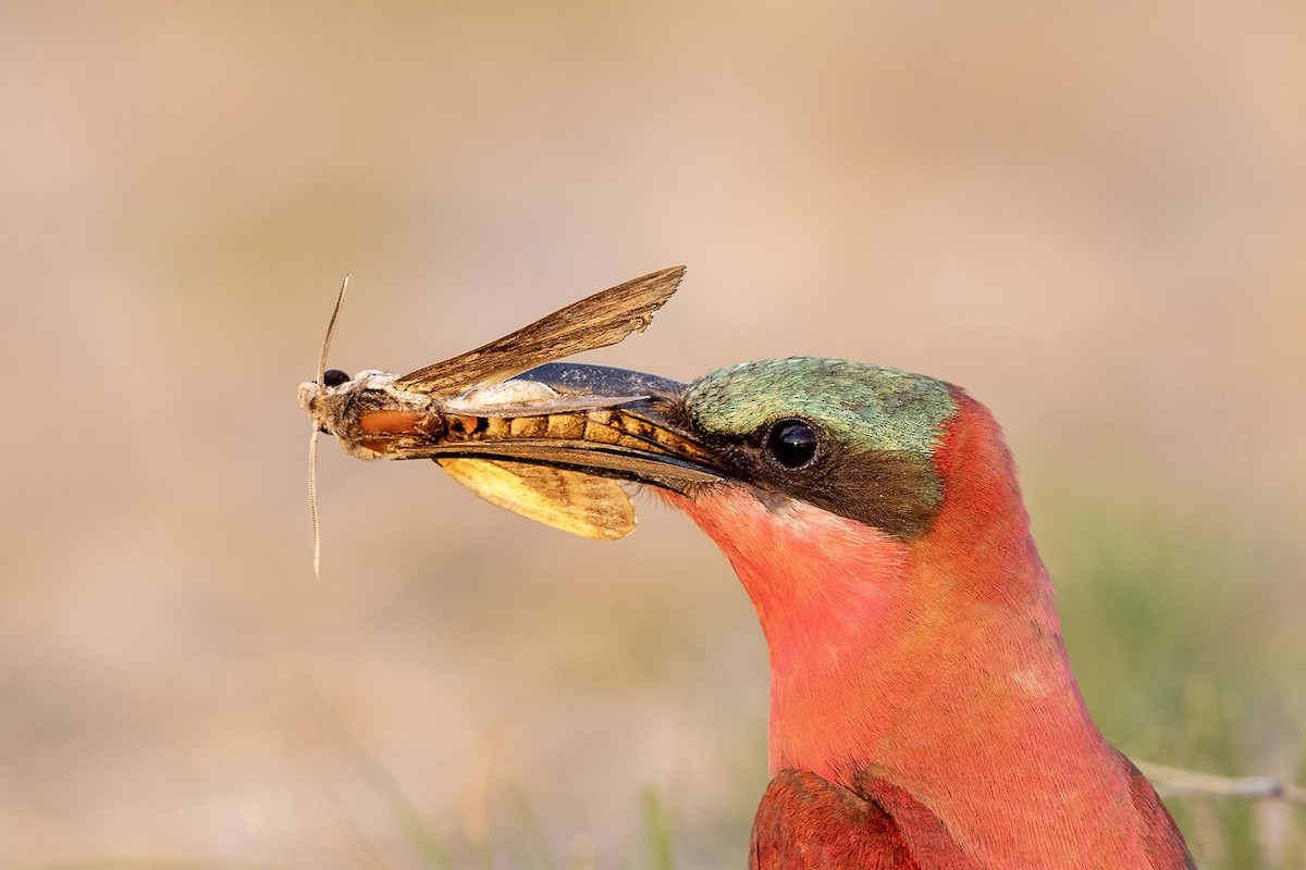 Southern Carmine Bee-eater - Niall D Perrins