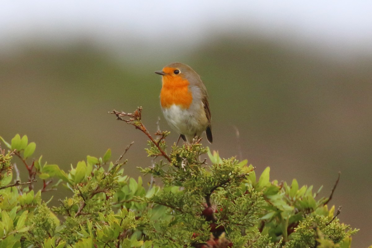 European Robin - ML502290301