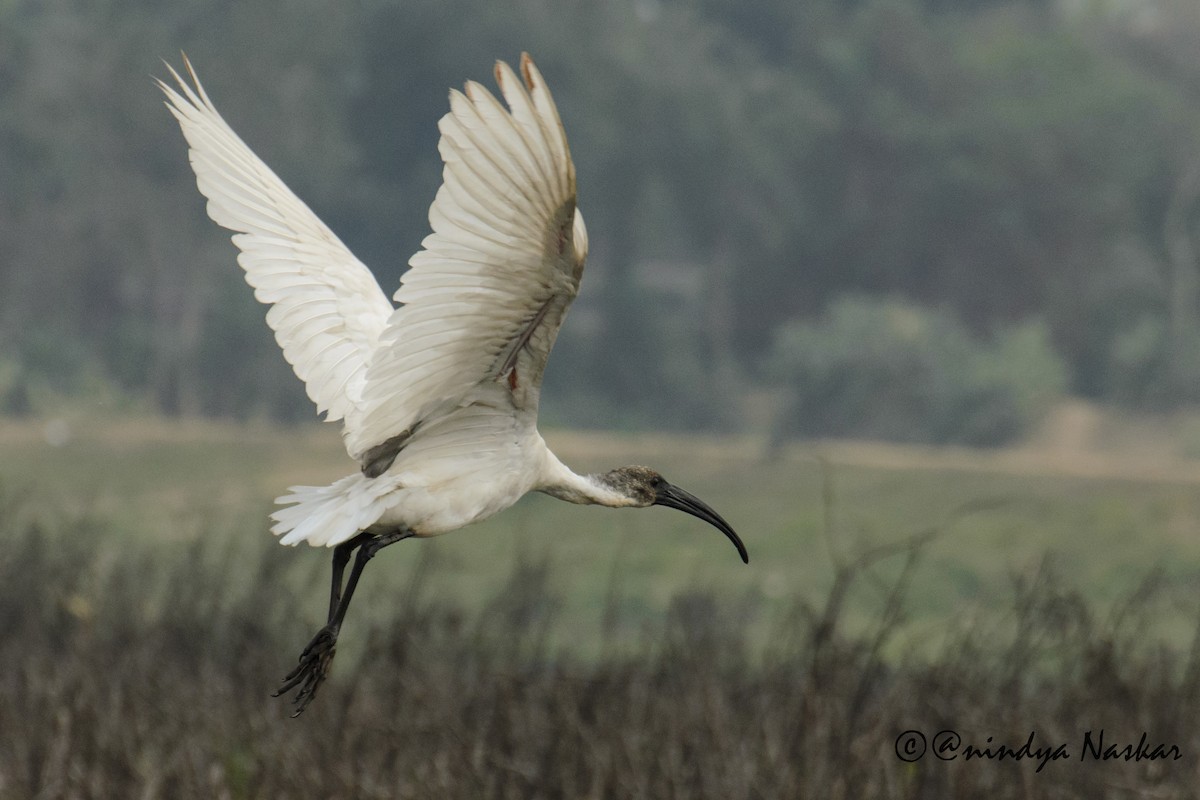 Ibis à tête noire - ML50229081