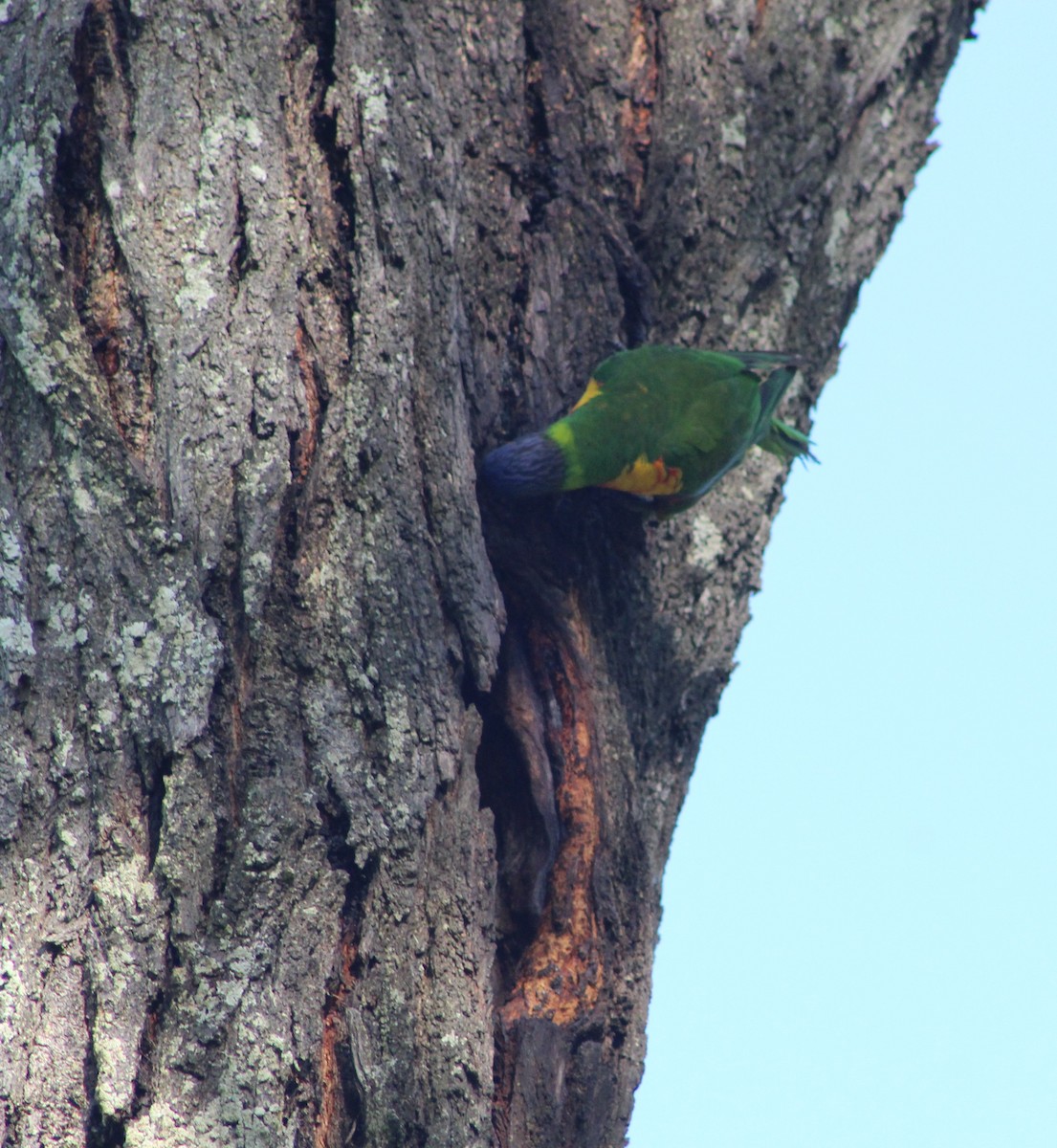 Rainbow Lorikeet - ML502291031