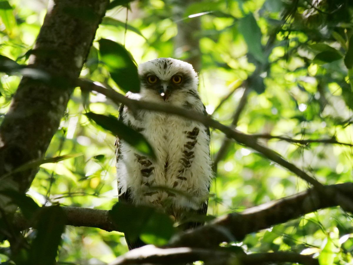 Powerful Owl - ML502291271