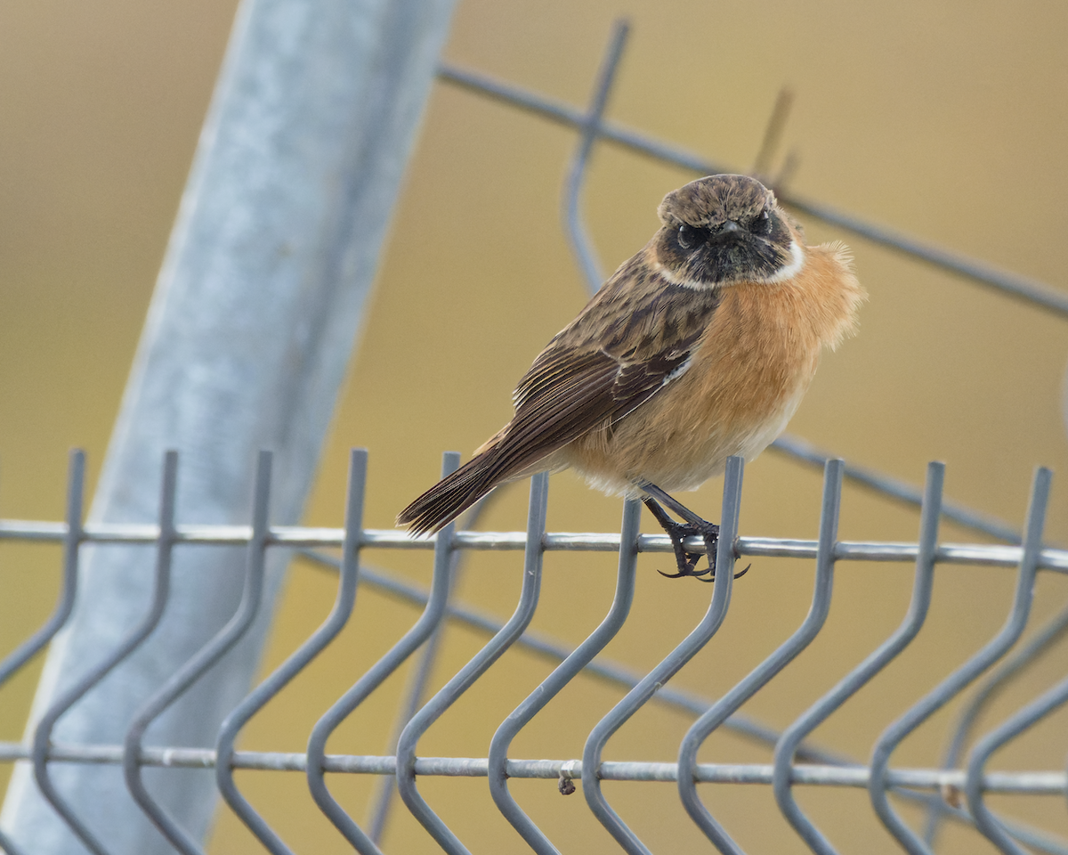 European Stonechat - Juan Parra Caceres