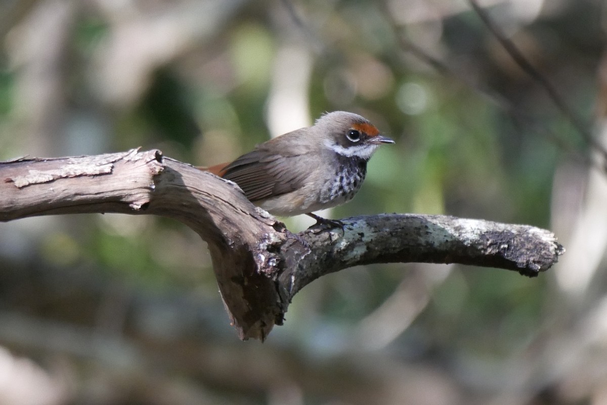 Australian Rufous Fantail - ML502291671