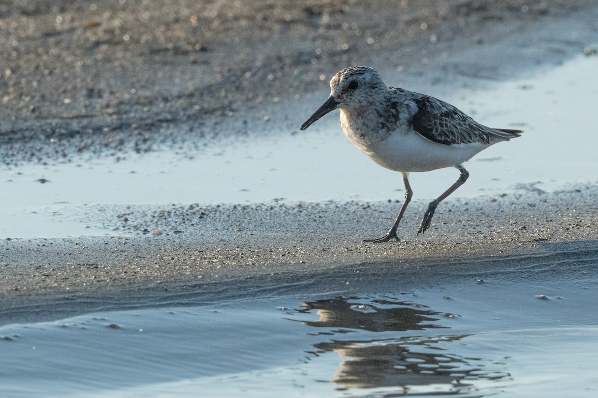 Sanderling - ML502292271