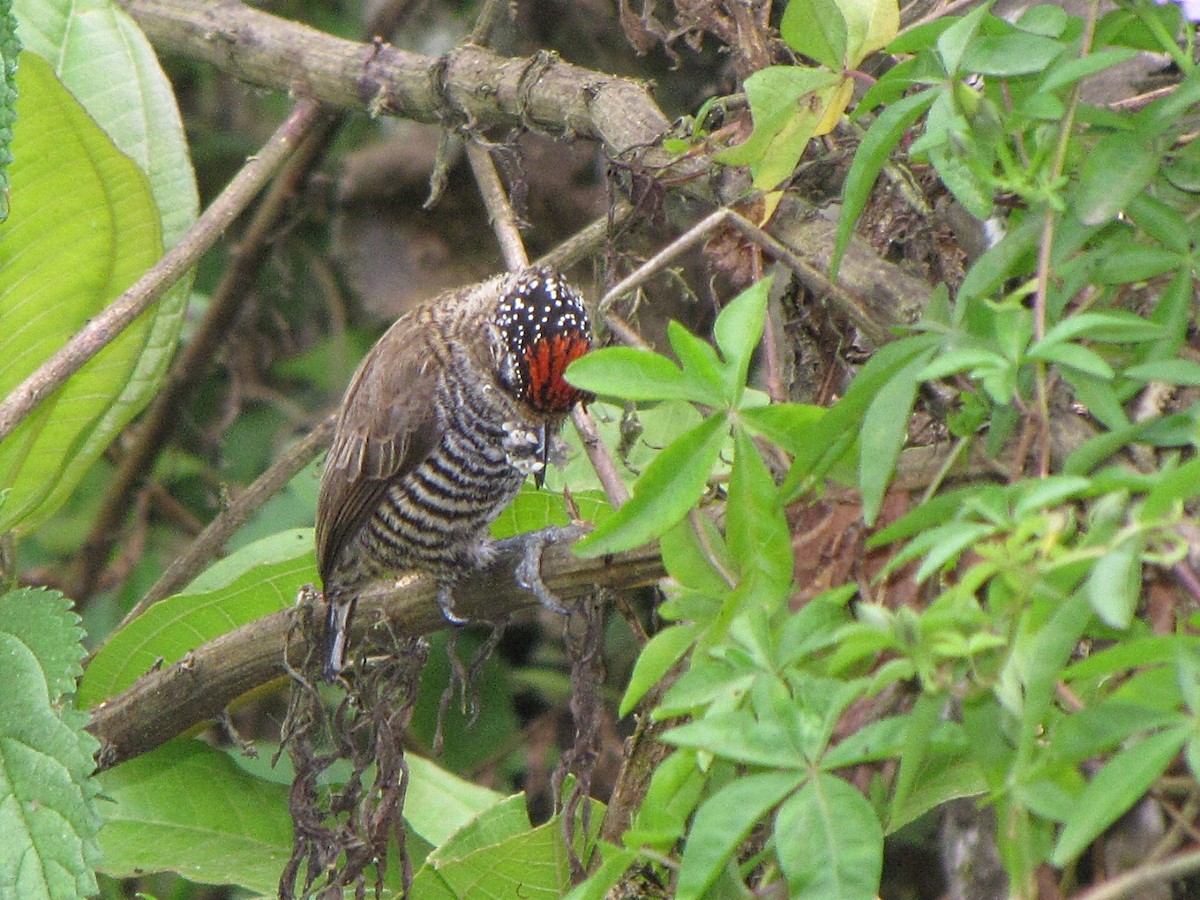 White-barred Piculet - ML502294031