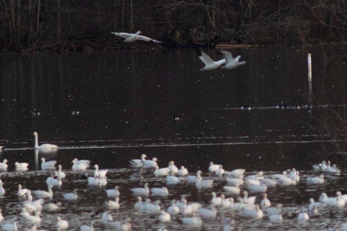 Tufted Duck - ML502298391