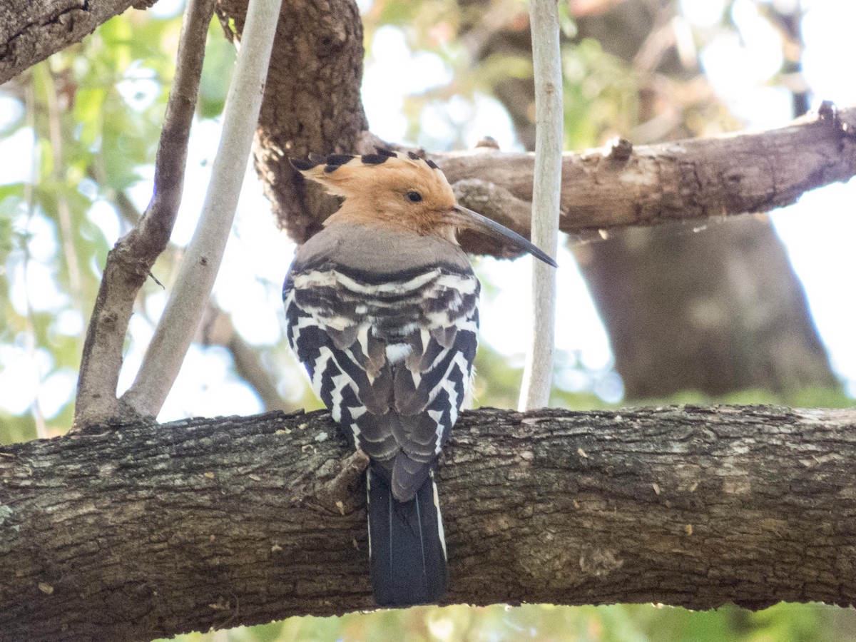 Madagascar Hoopoe - Robert Lockett