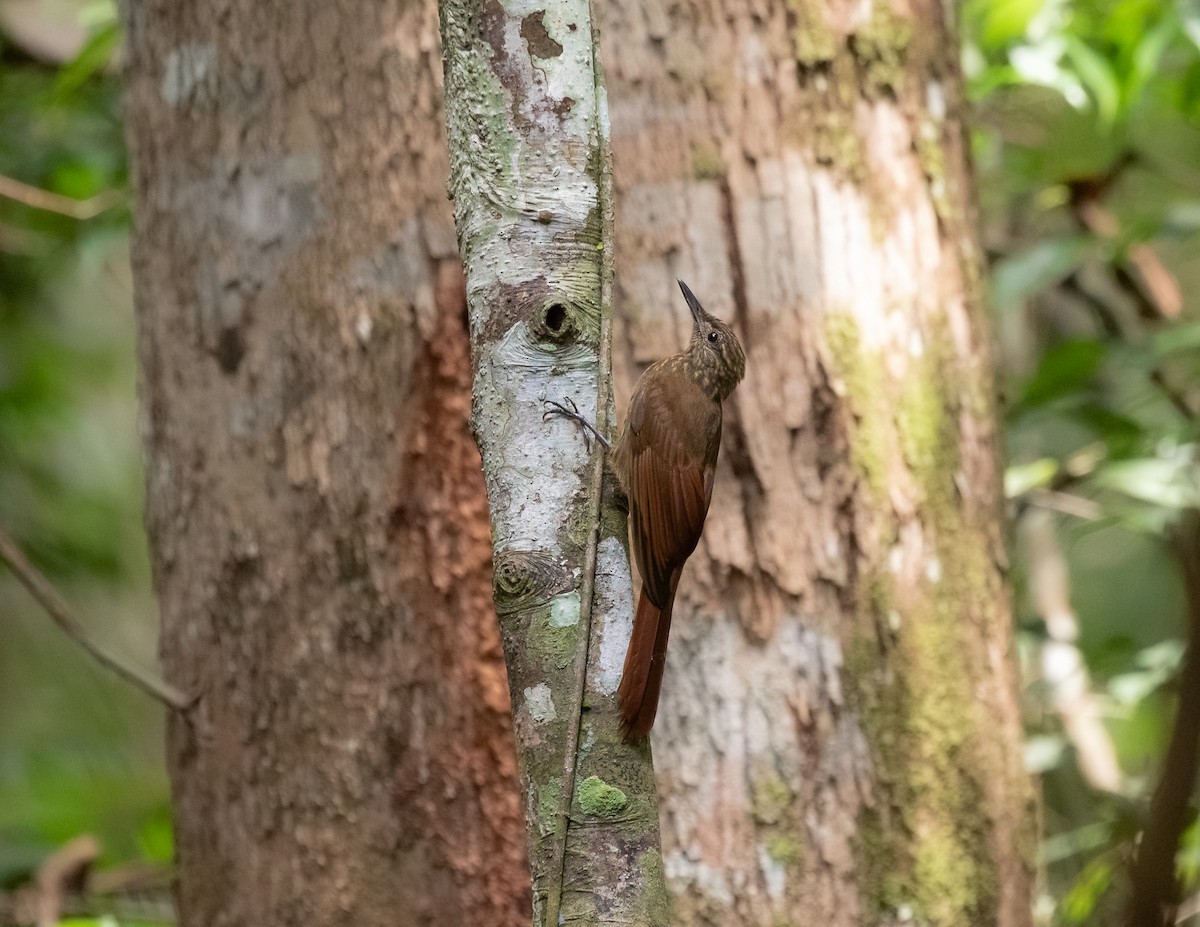 Mournful Long-tailed Woodcreeper - Silvia F🪶 Linhares