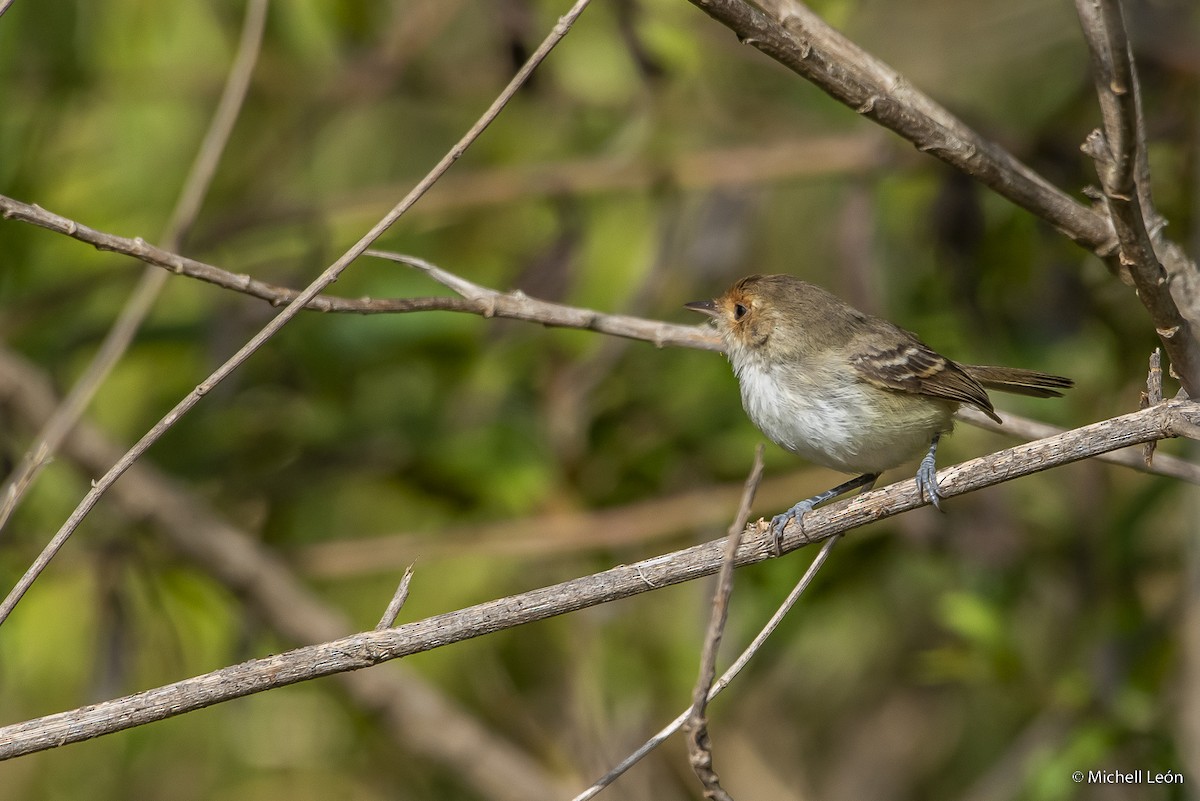 Fulvous-faced Scrub-Tyrant - ML502300751