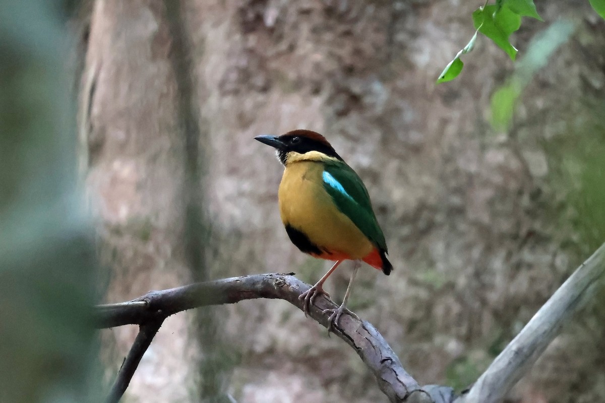 Noisy Pitta - Rick Franks