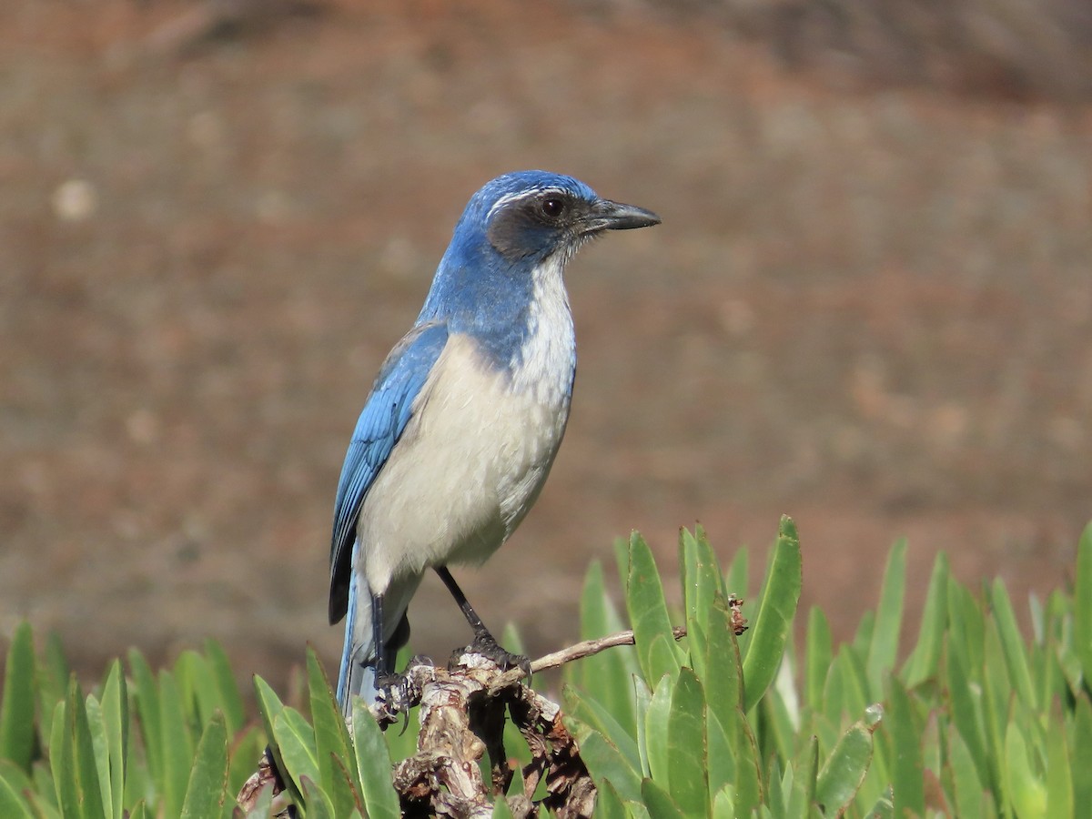 California Scrub-Jay - ML502302081