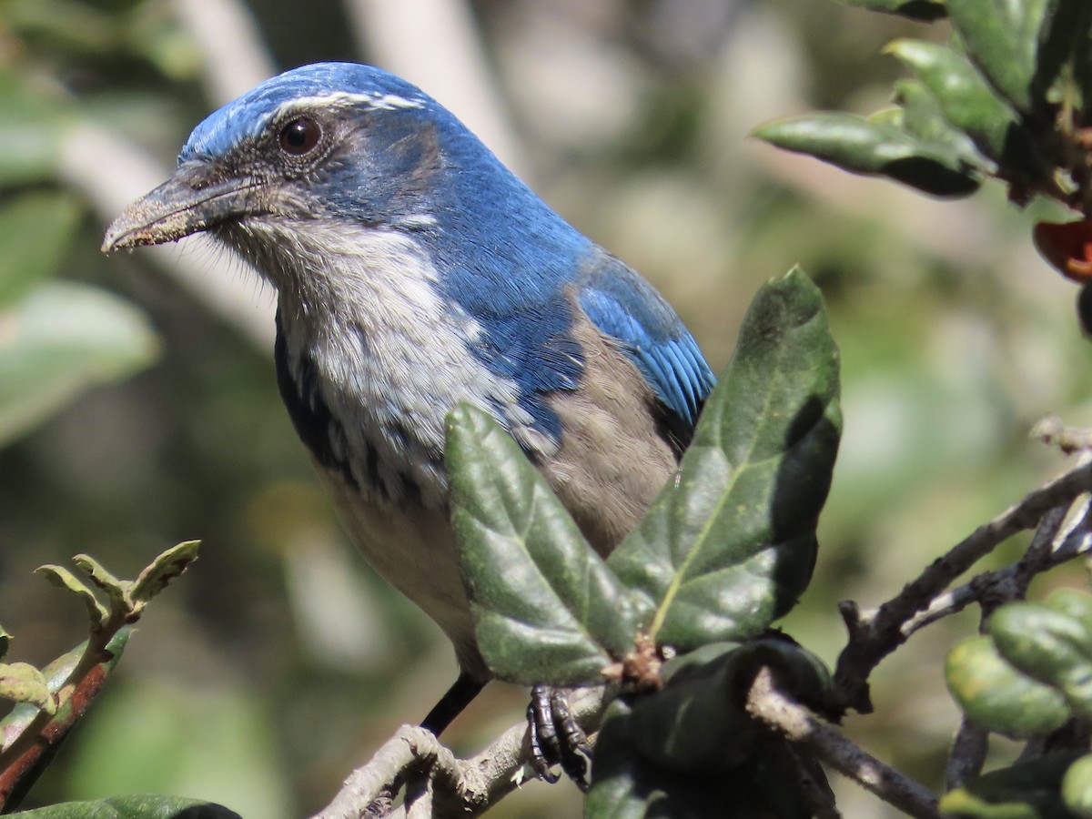 California Scrub-Jay - ML502302091
