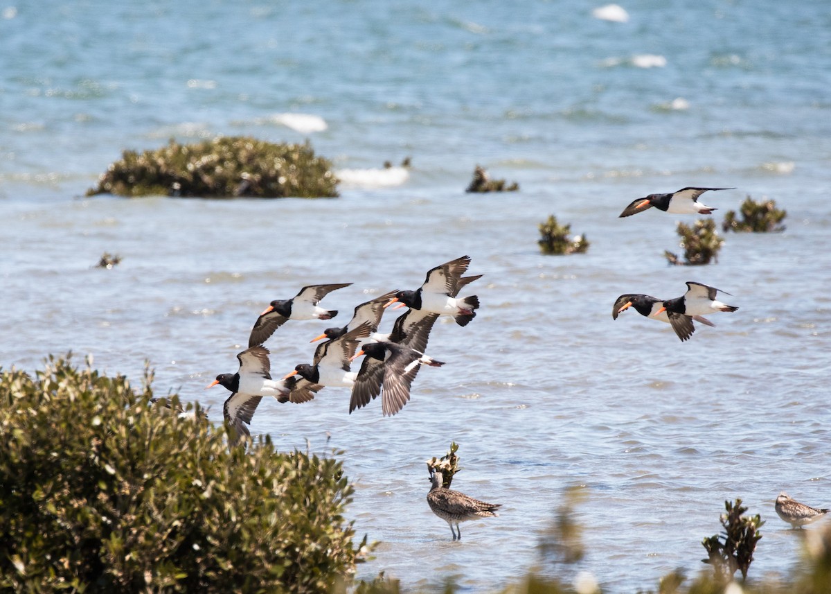 Pied Oystercatcher - ML502302101