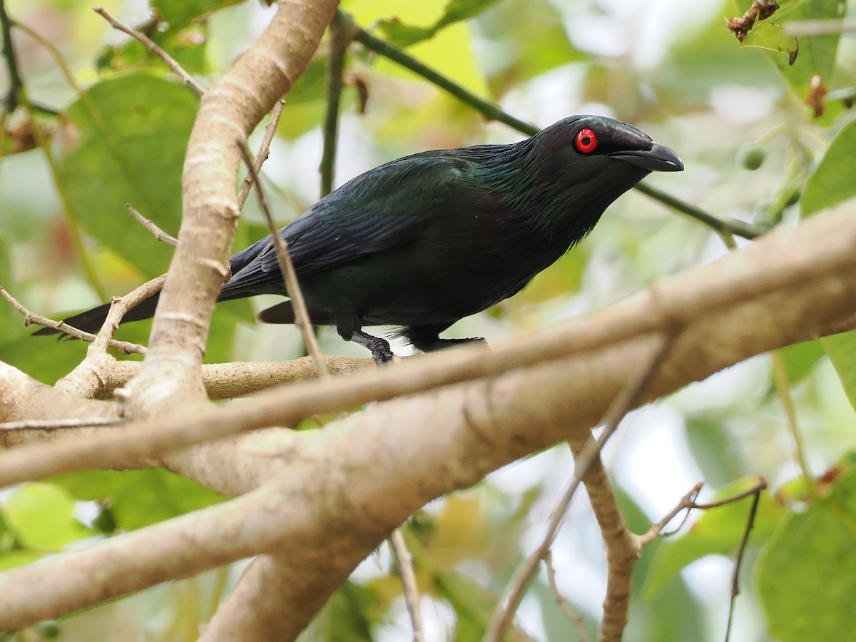 Metallic Starling - ML502304191