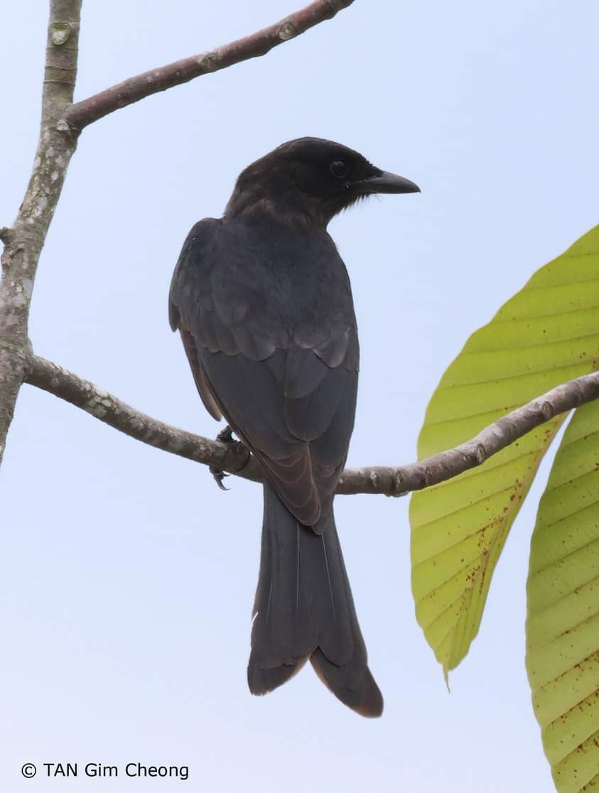 Black Drongo - ML502304641