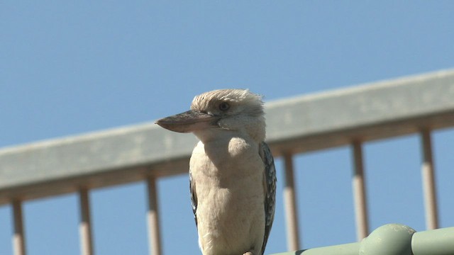 Blue-winged Kookaburra - ML502304681