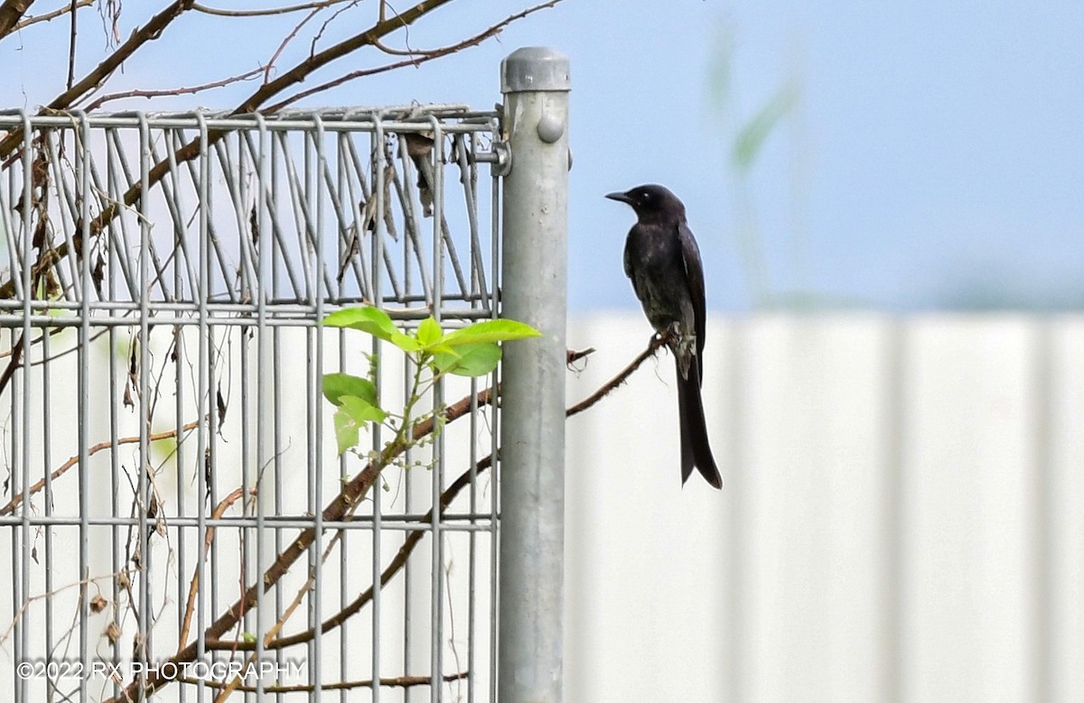 Black Drongo - ML502304801