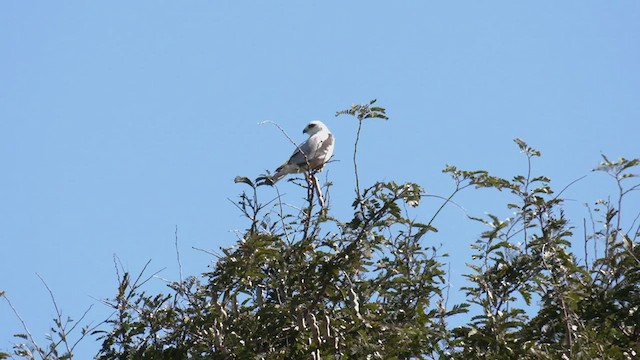 Black-shouldered Kite - ML502306461