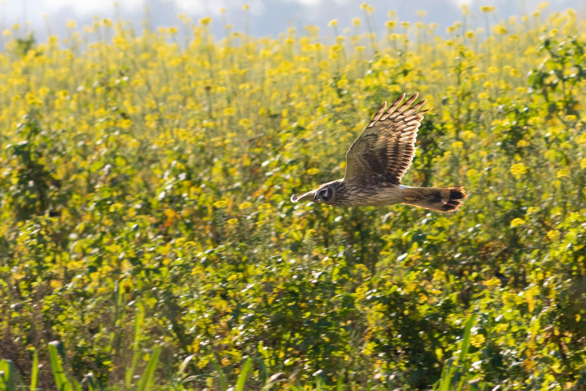 Hen Harrier - ML502307011