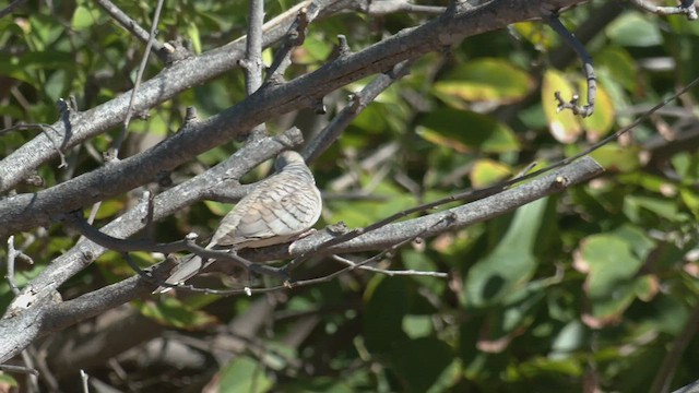 Peaceful Dove - ML502307081