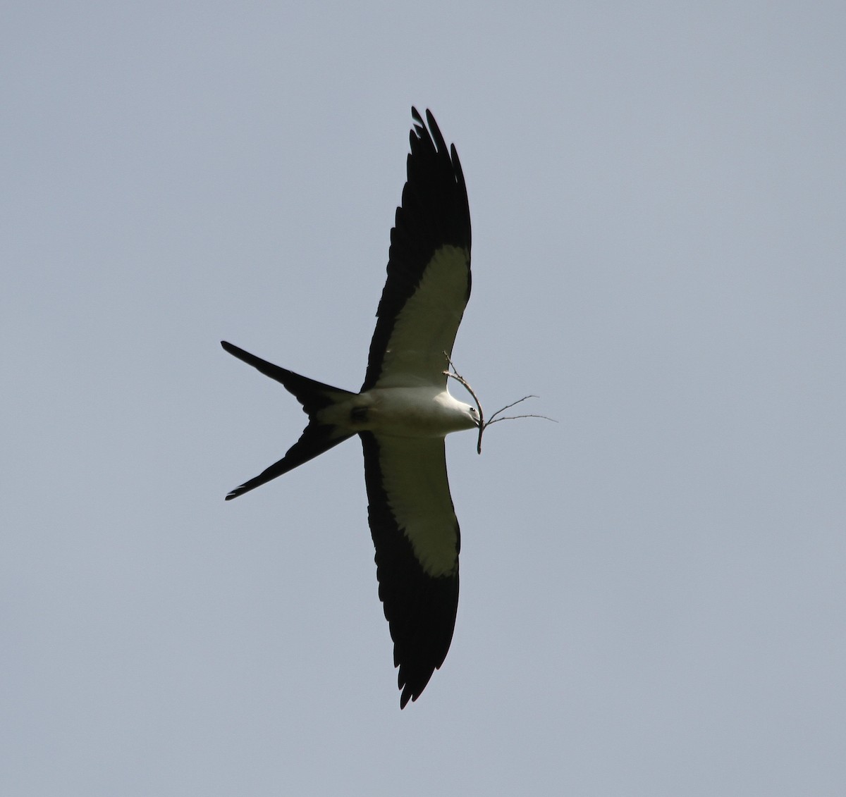 Swallow-tailed Kite - ML502308751