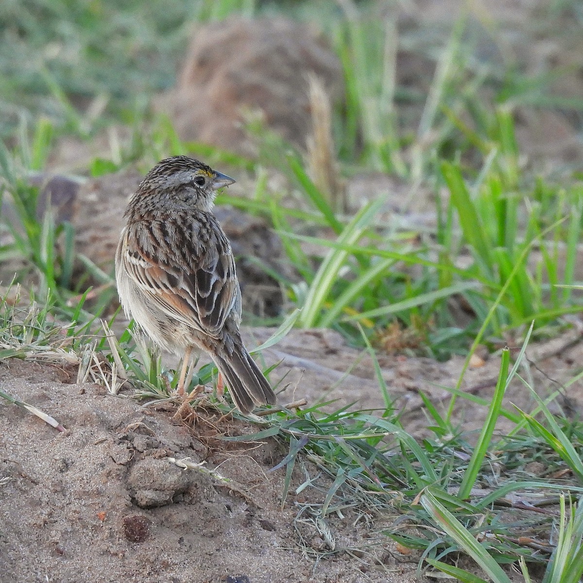 Grassland Sparrow - ML502309801