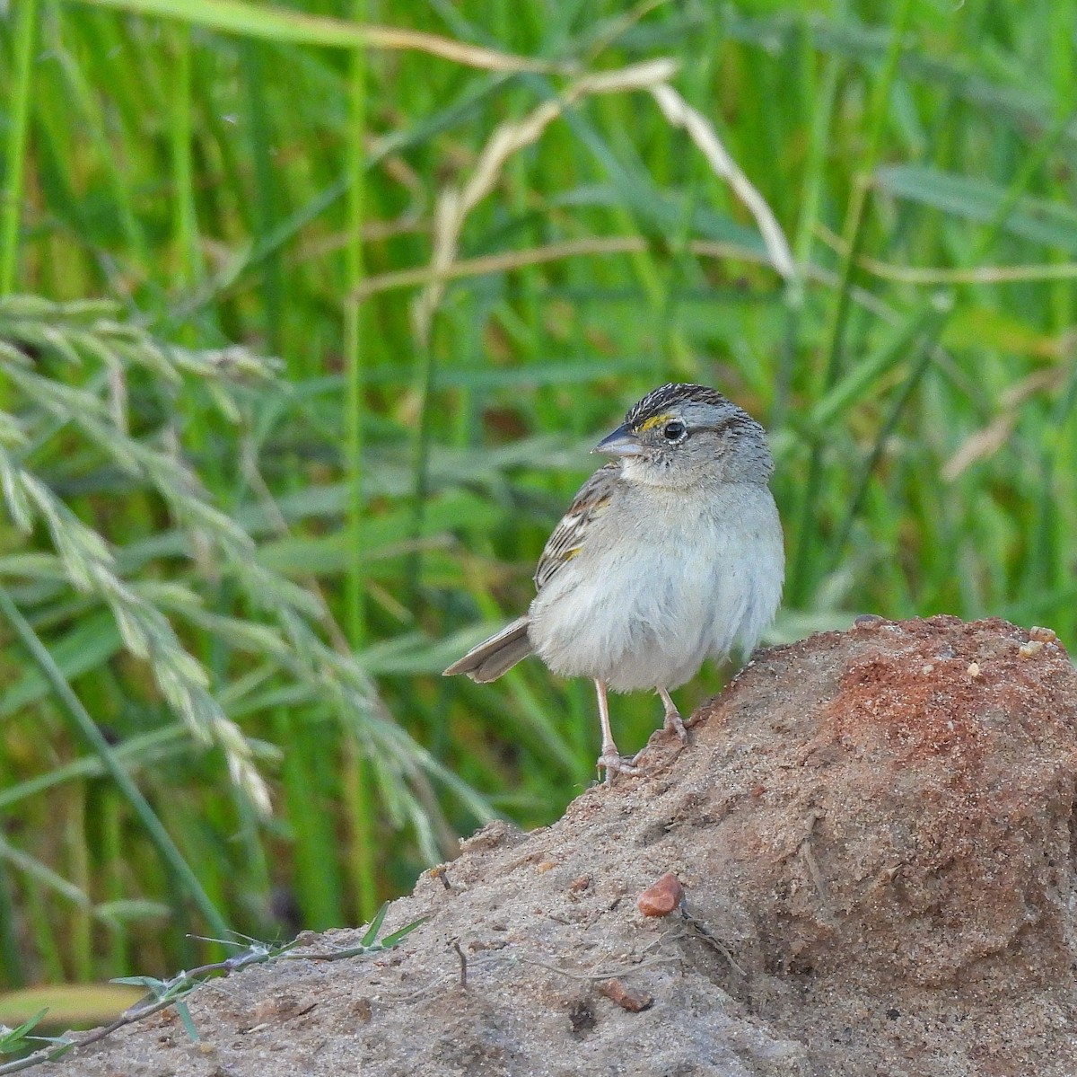 Grassland Sparrow - ML502309811