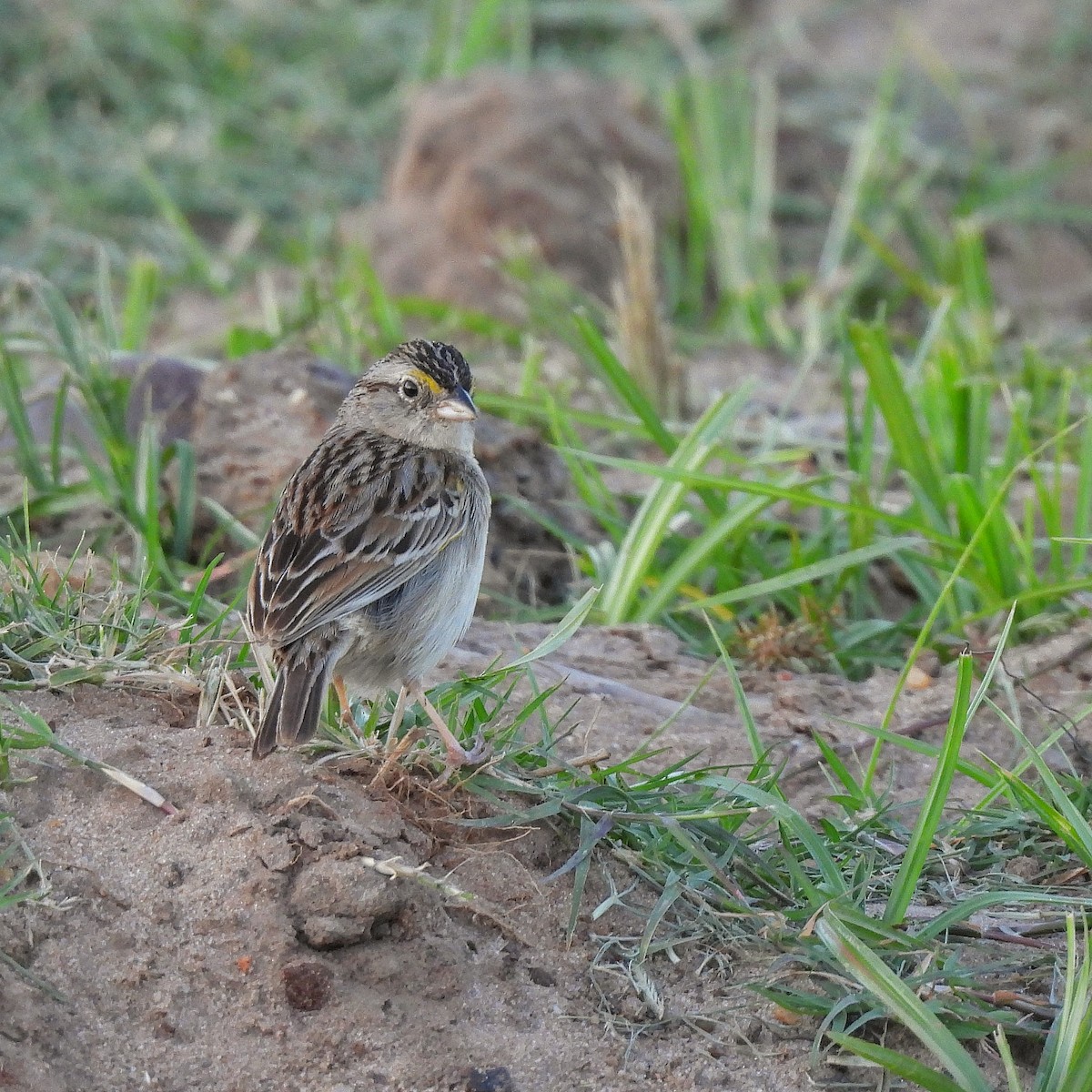 Grassland Sparrow - ML502309831