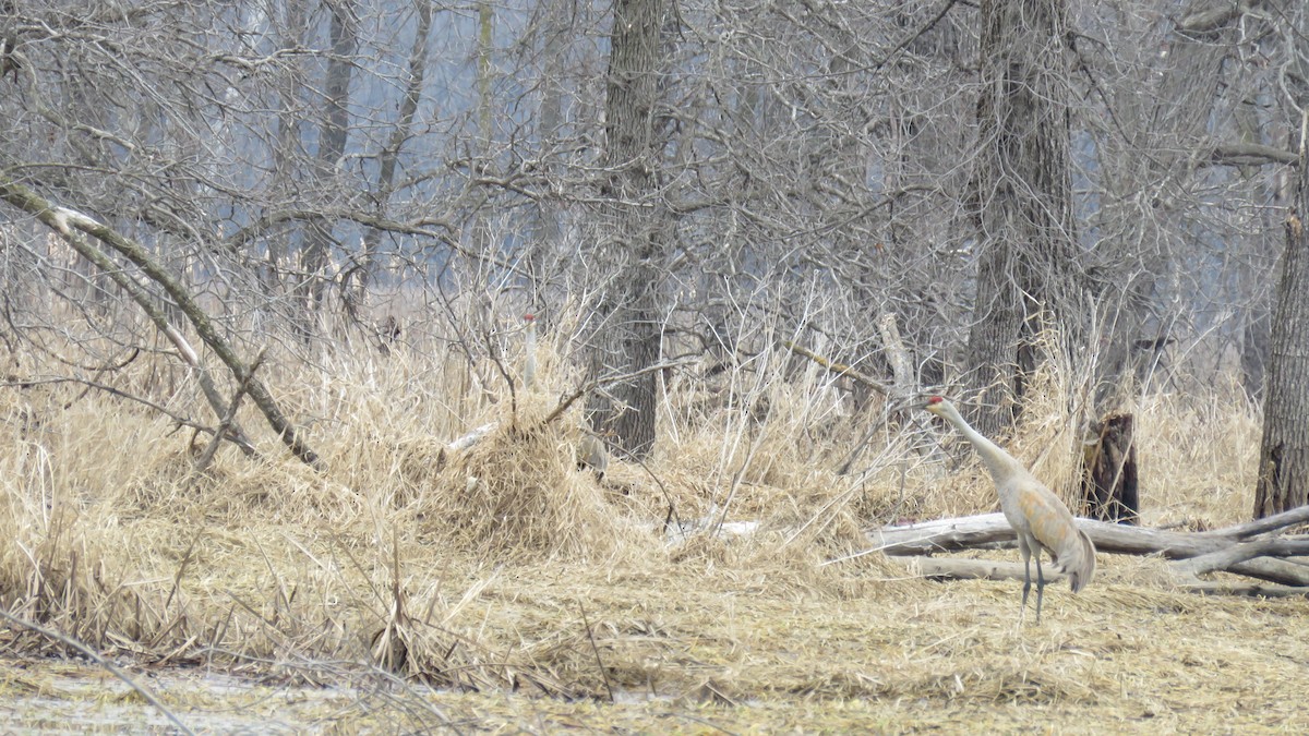 Sandhill Crane - ML50231011