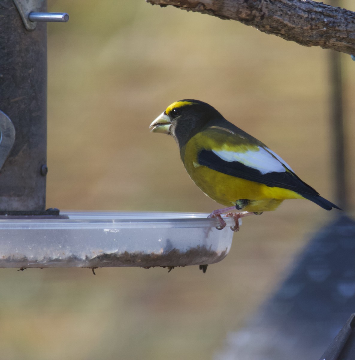 Evening Grosbeak - ML502310321