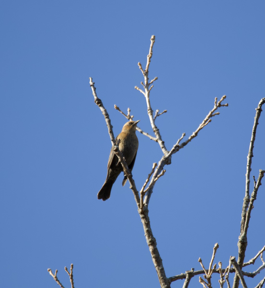 Rusty Blackbird - ML502310391