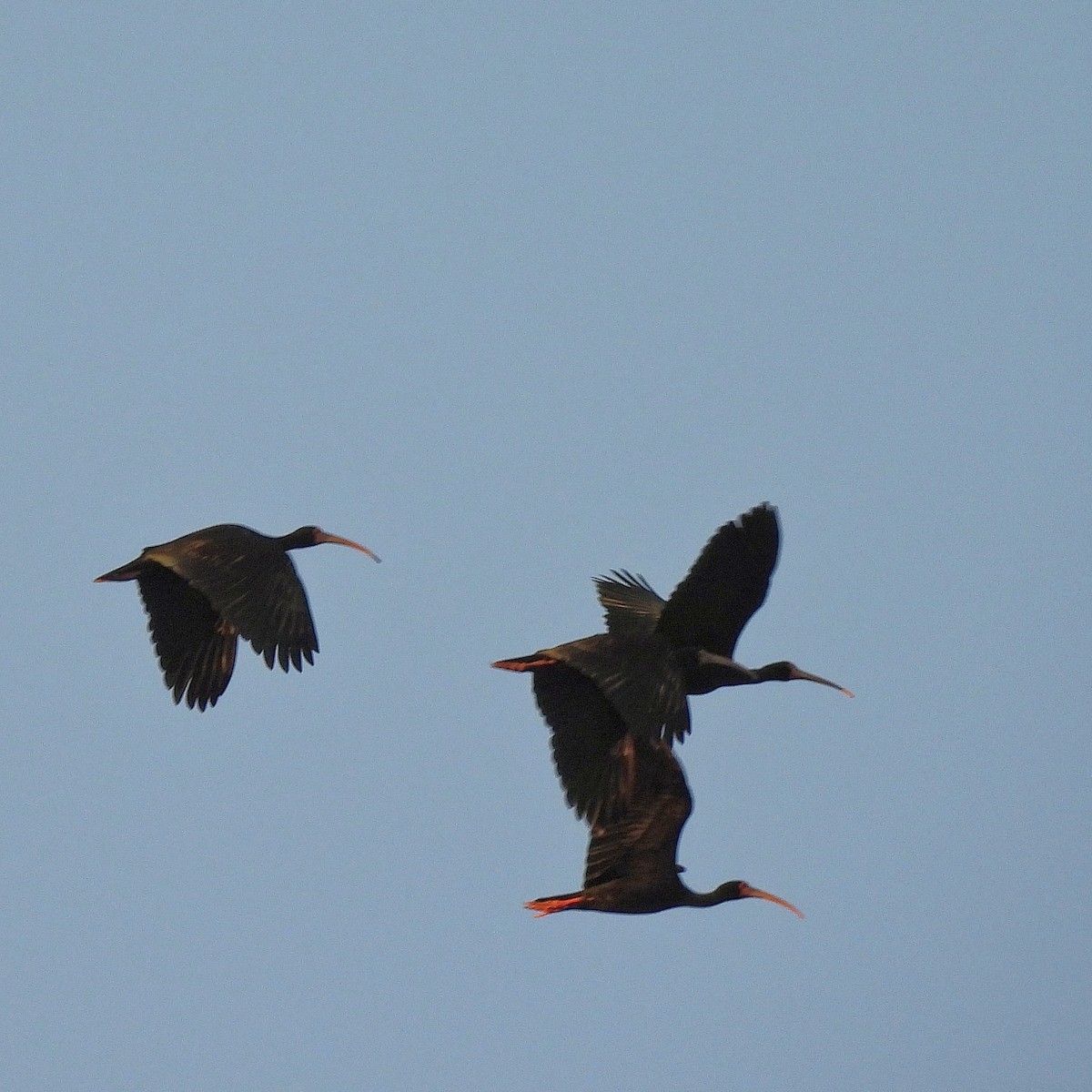 Bare-faced Ibis - ML502310591