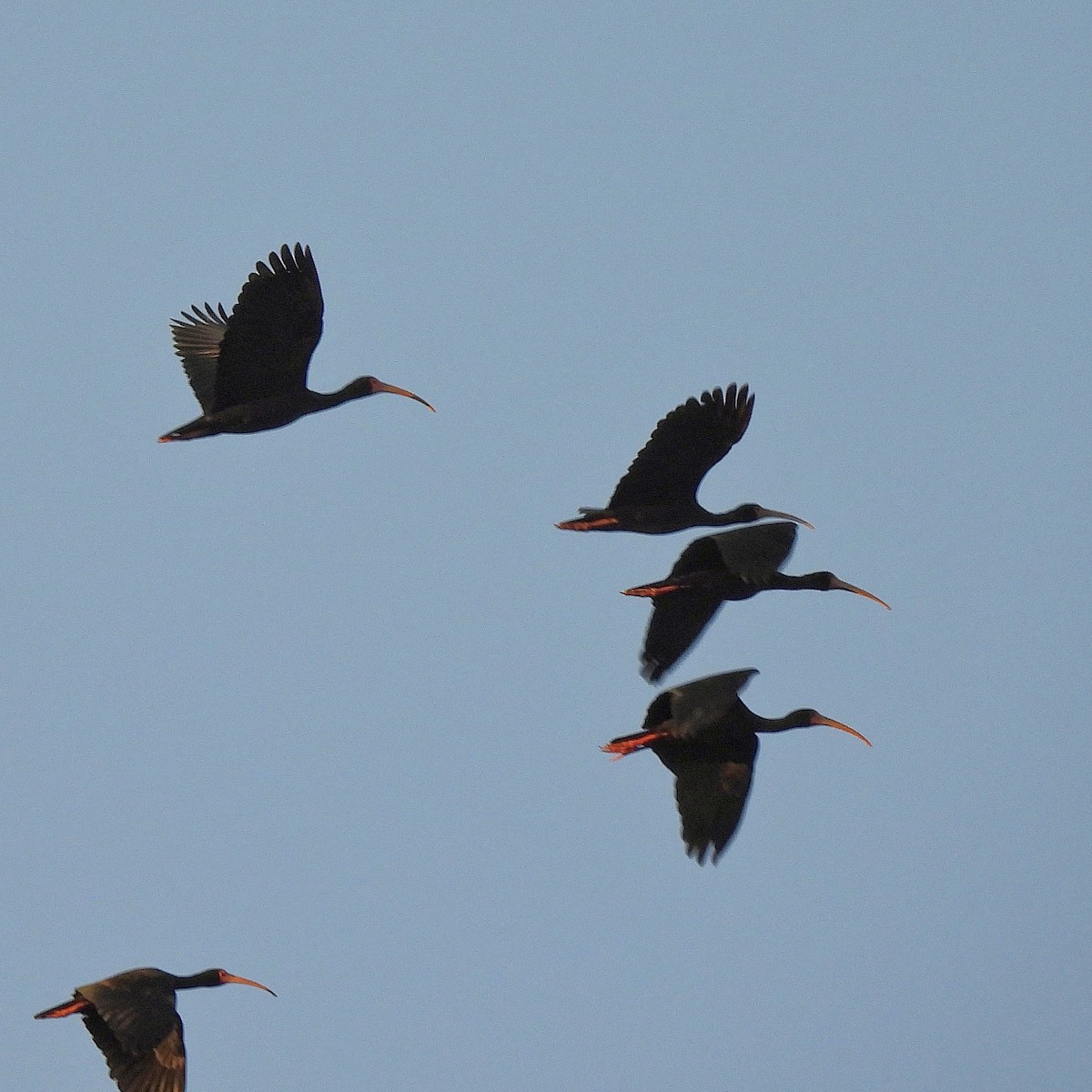 rødmaskeibis - ML502310601