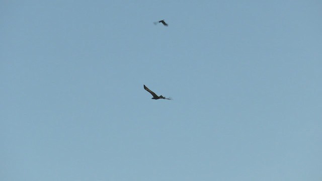Wedge-tailed Eagle - ML502310811