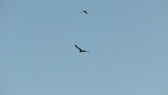 Wedge-tailed Eagle - ML502310811