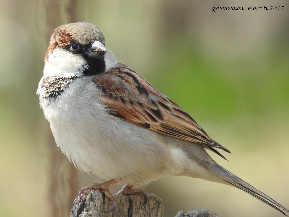 House Sparrow - ML50231161