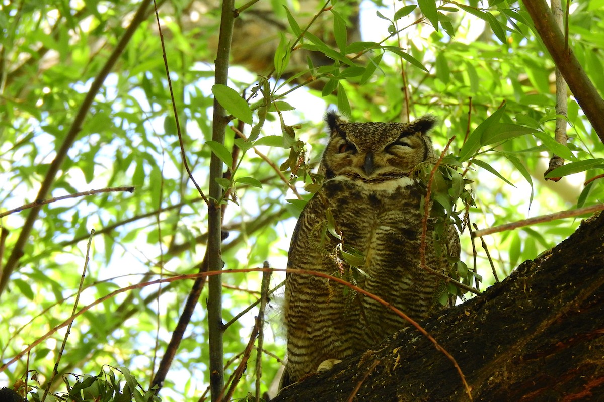 Lesser Horned Owl - ML502311681