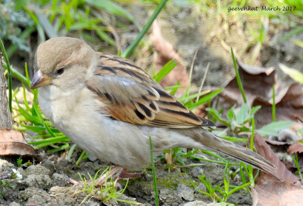 Moineau domestique - ML50231201