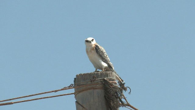 Black-shouldered Kite - ML502312331