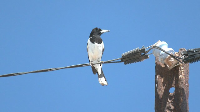 Pied Butcherbird - ML502312341