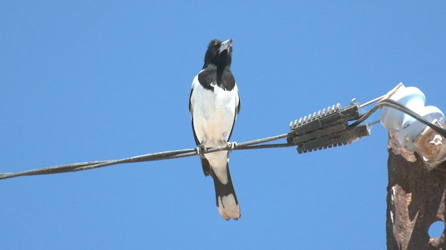 Pied Butcherbird - ML502312491