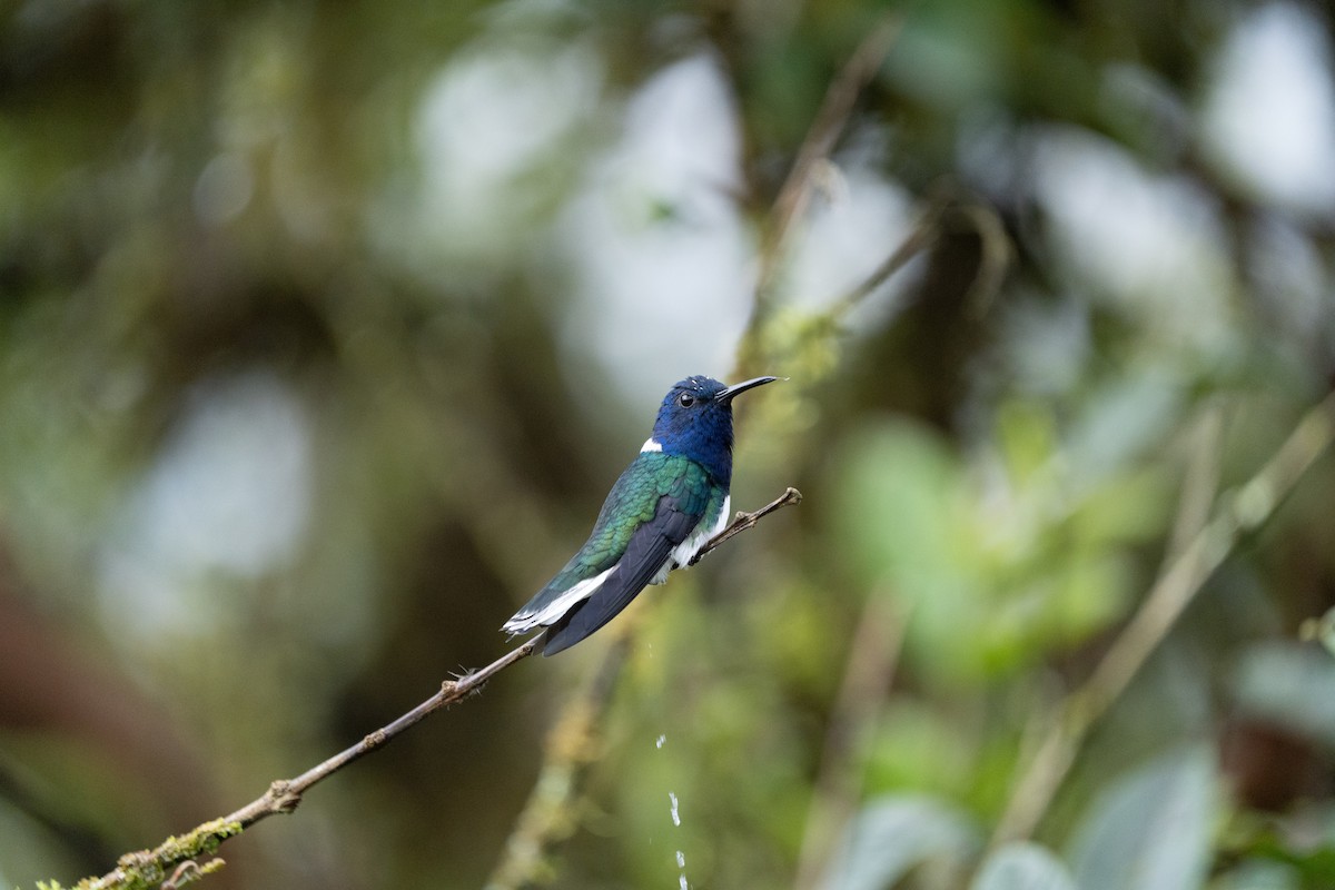 White-necked Jacobin - ML502314661