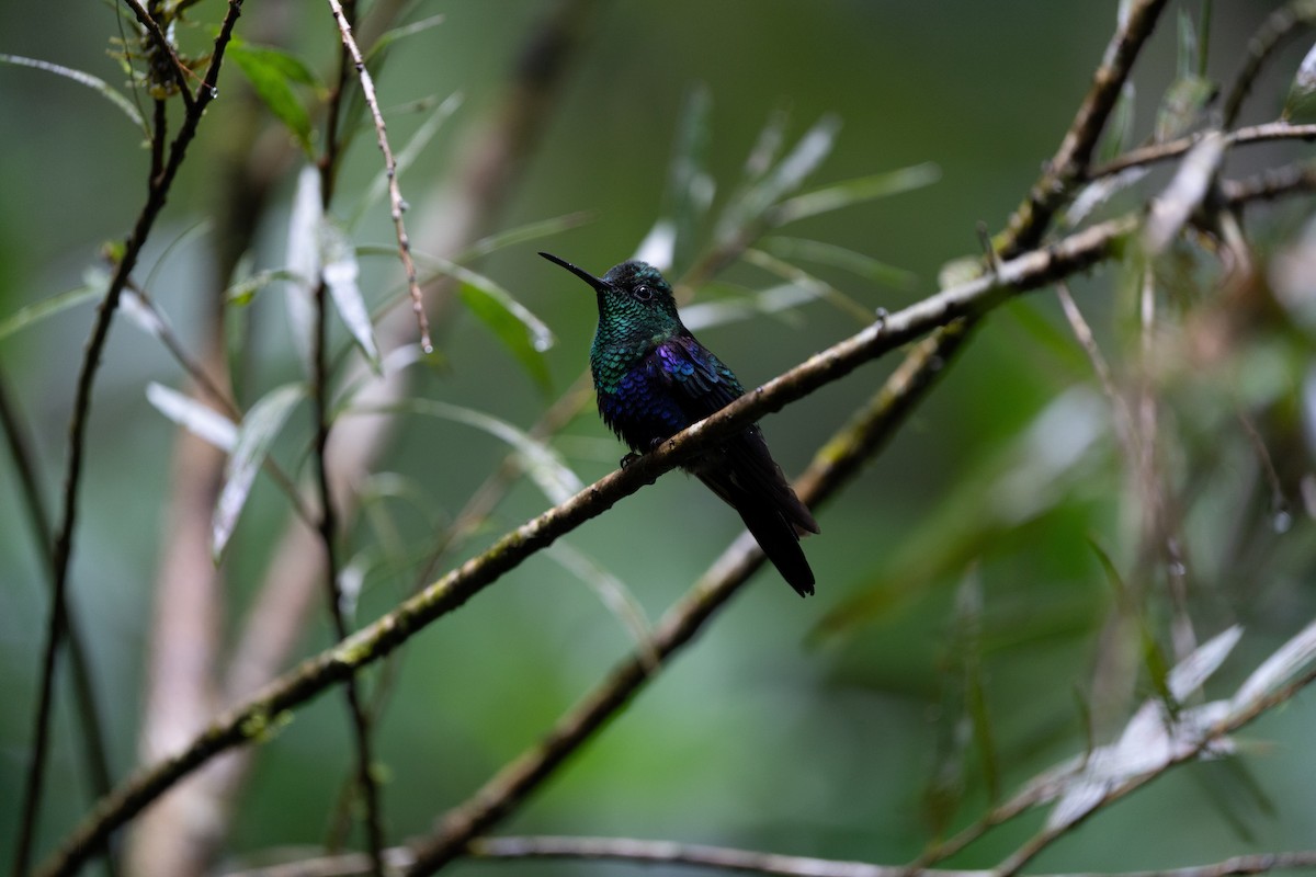 kolibřík vidloocasý - ML502315491