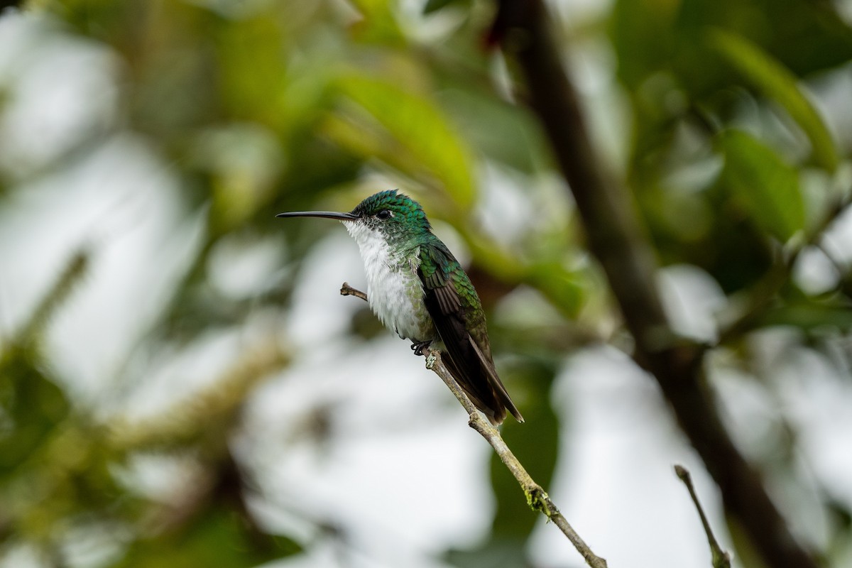 kolibřík andský - ML502315661